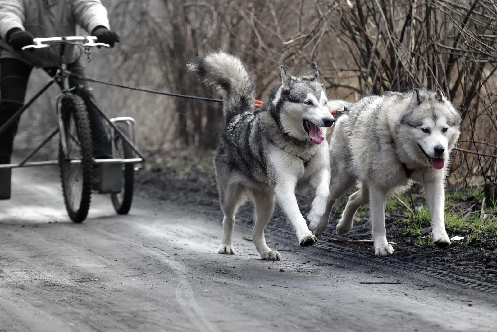 Alaskan Malamute