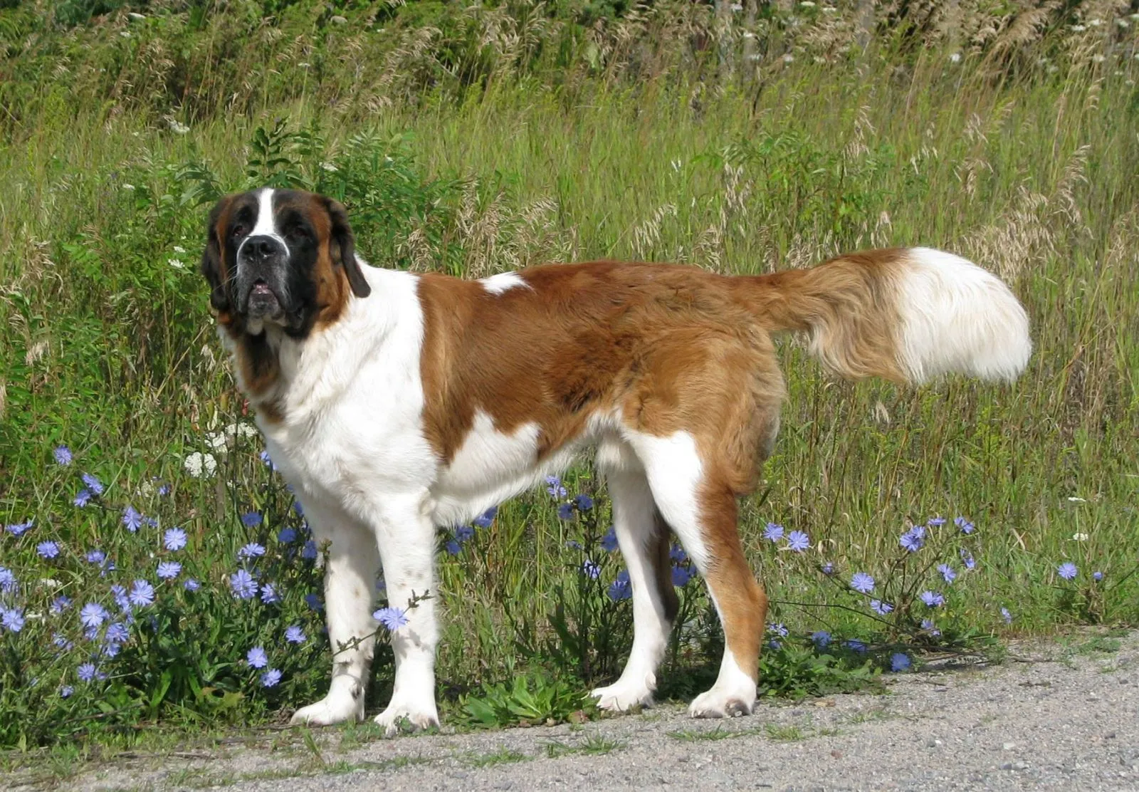 Bernardyn