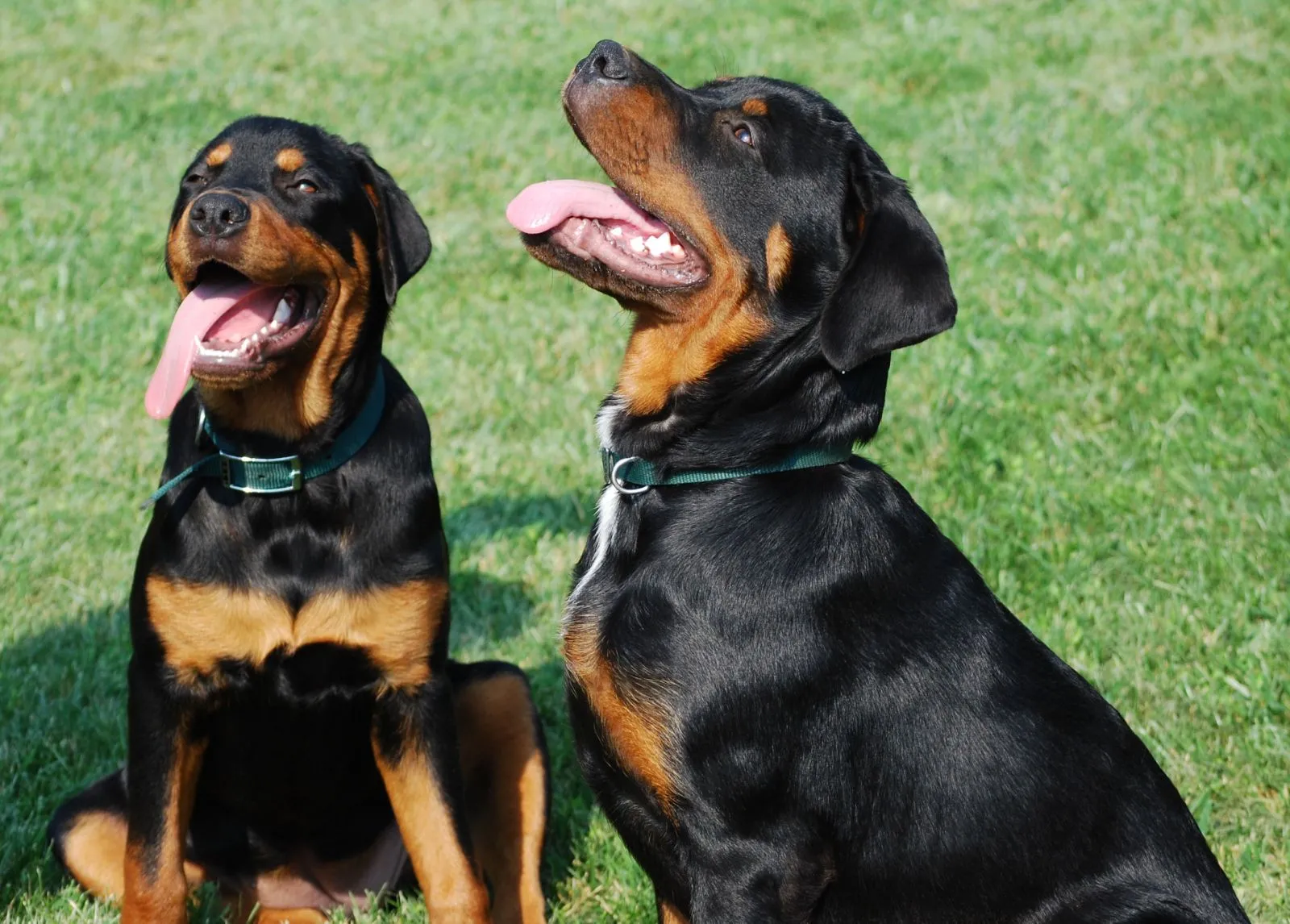 Rottweiler