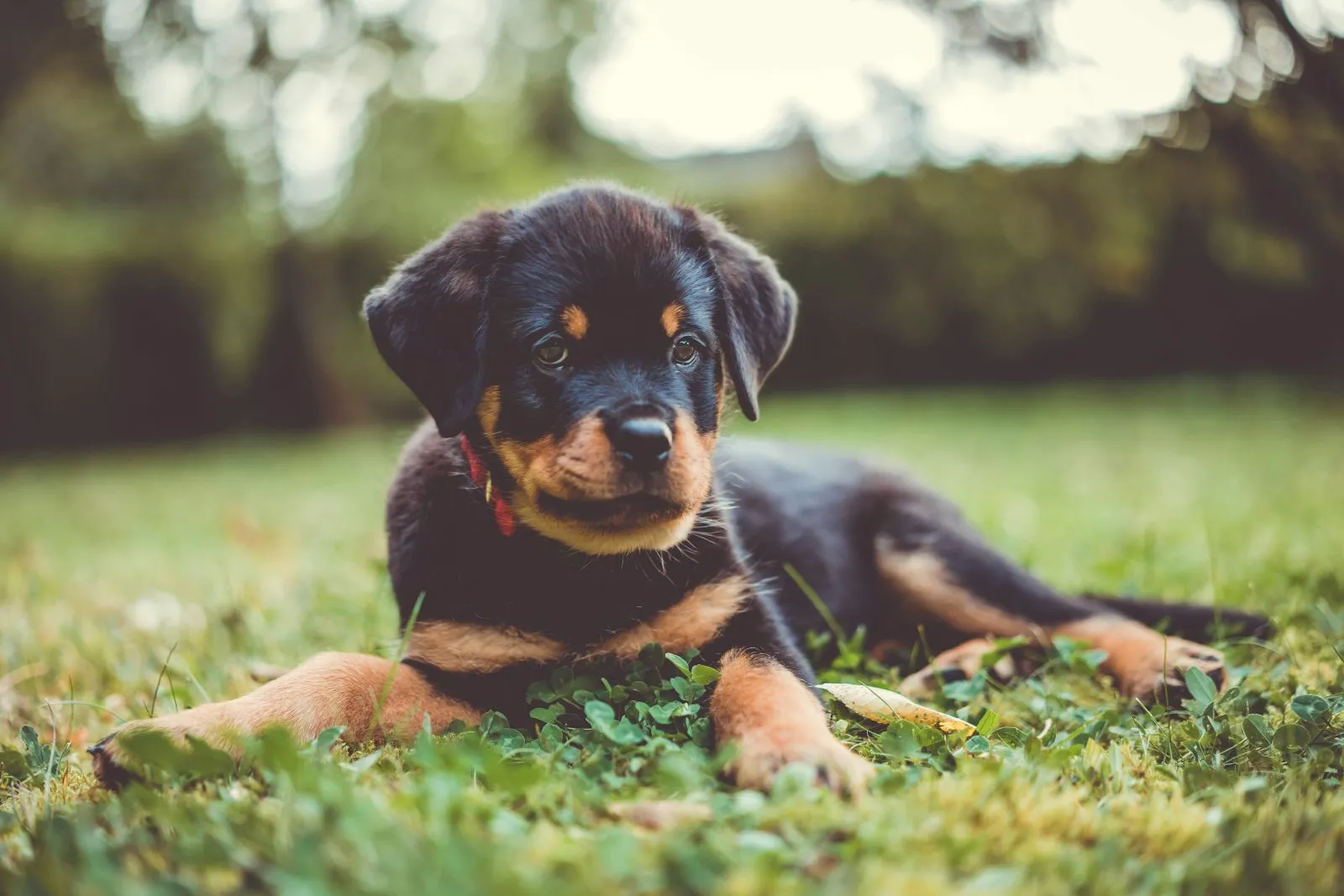Szczeniak Rottweiler