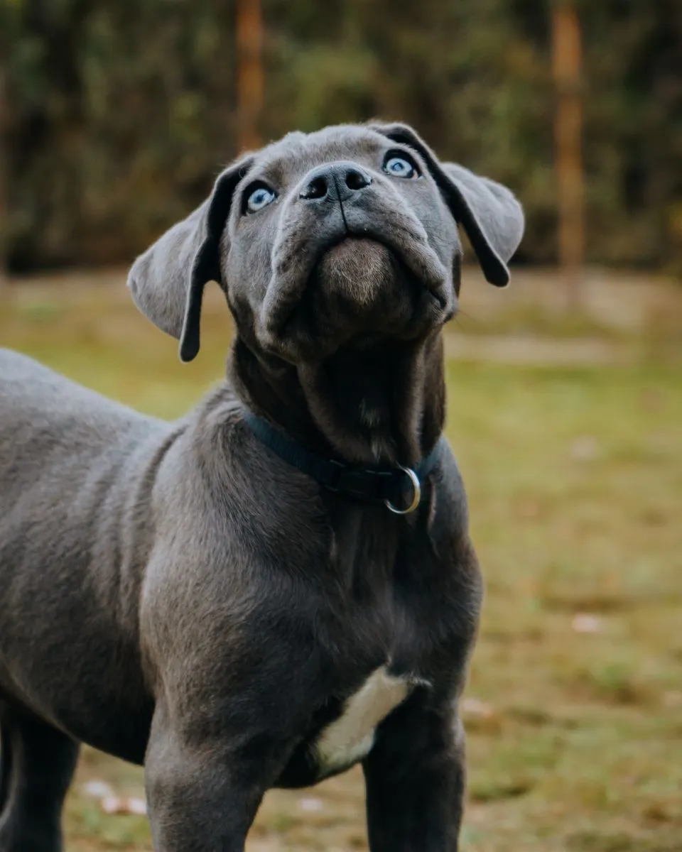 Szczeniak Cane Corso