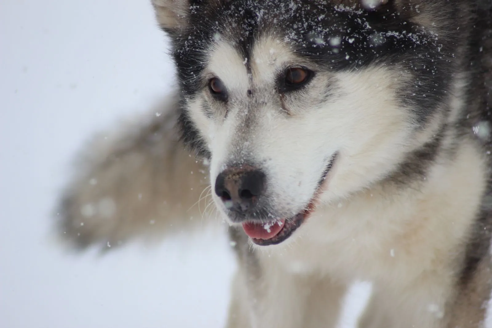 Alaskan Malamute