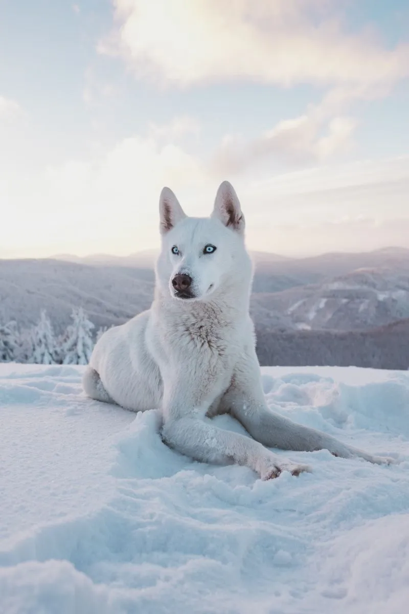 Siberian Husky