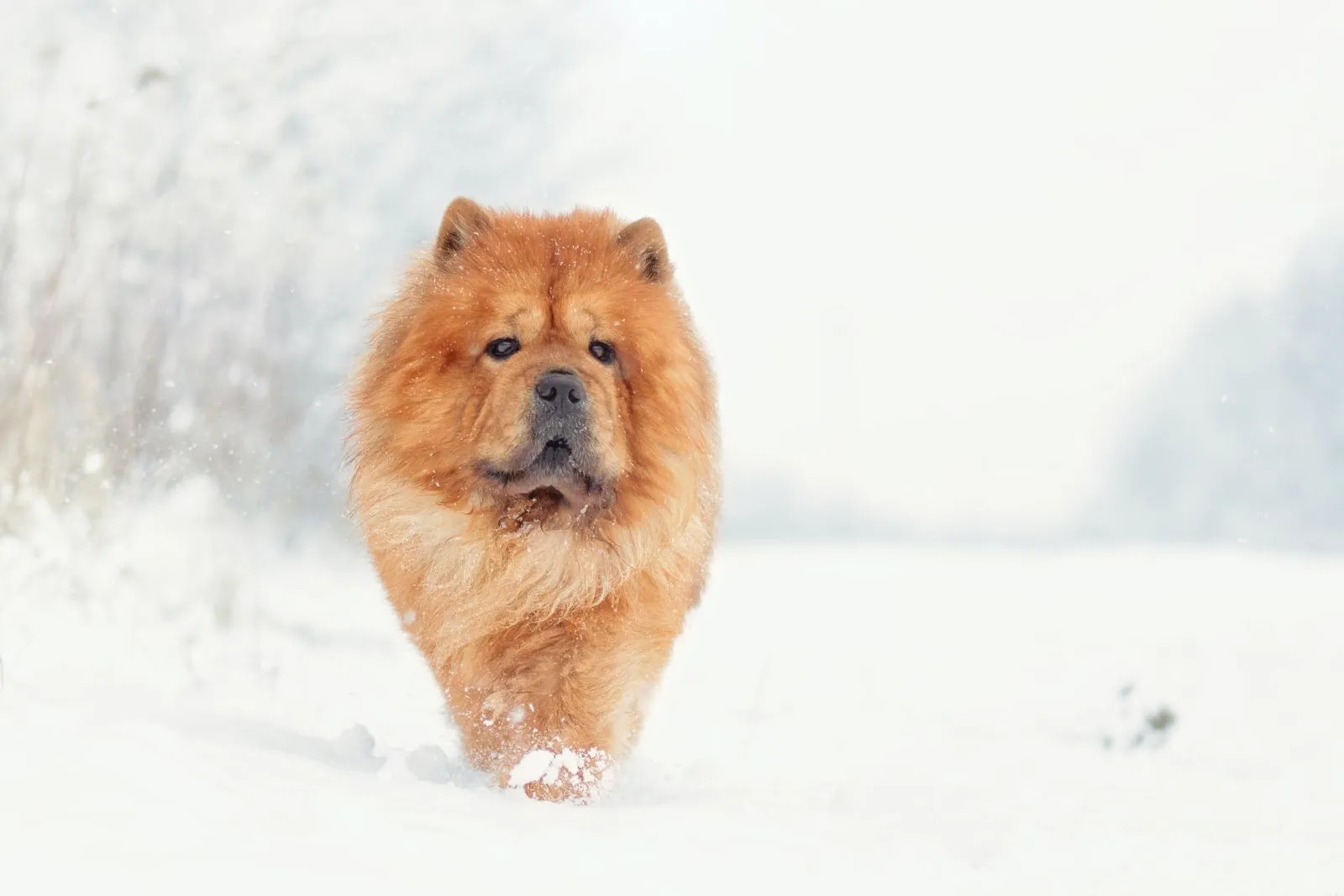 Chow Chow