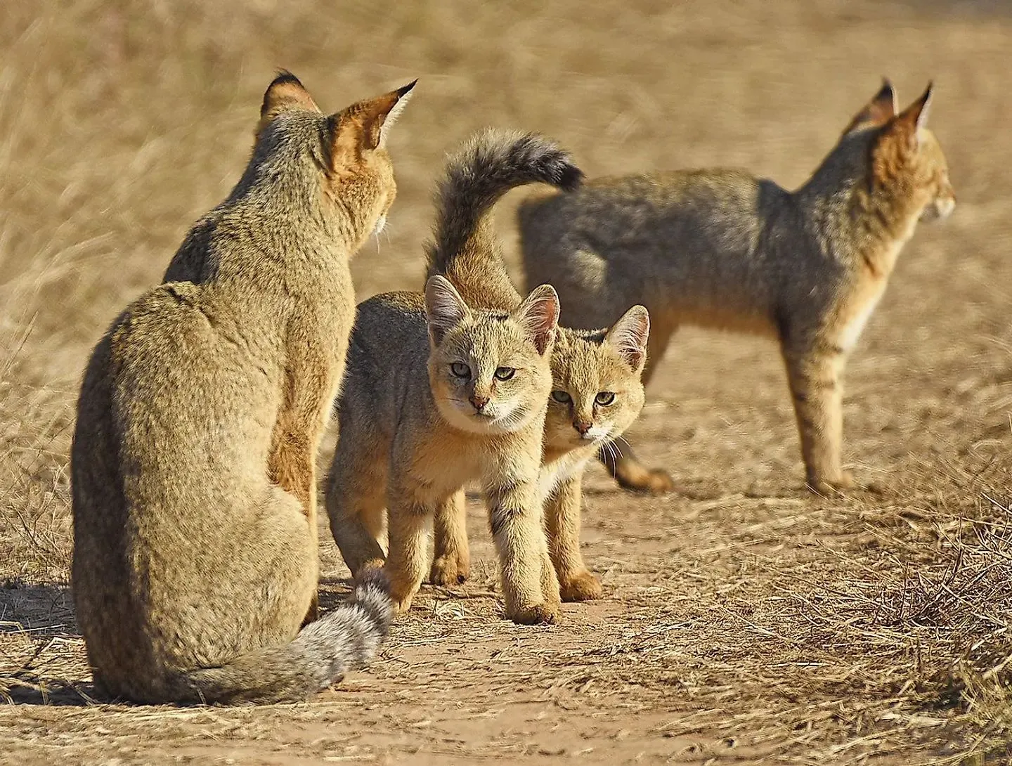 kocięta Chausie