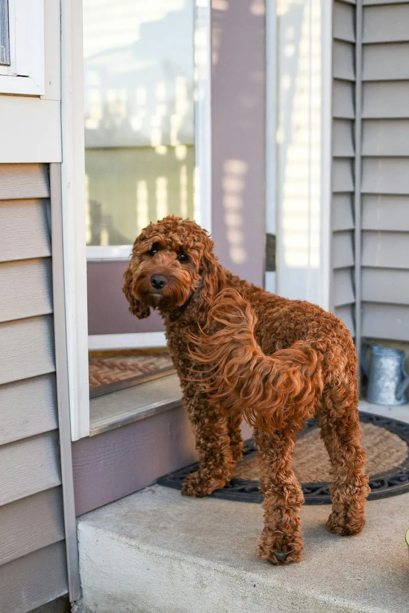 Ciekawostki o Goldendoodle