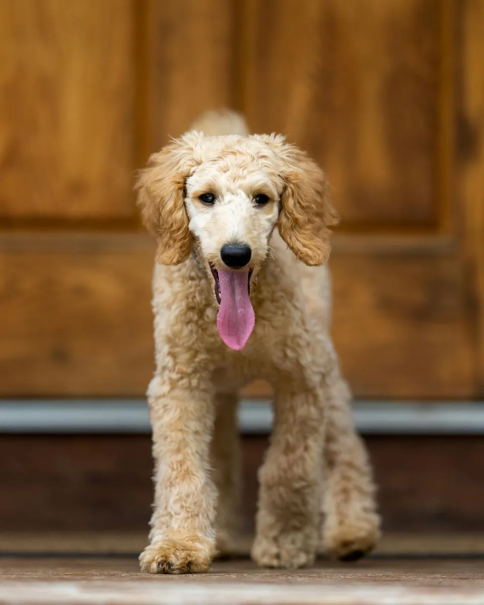 Ciekawostki o Goldendoodle