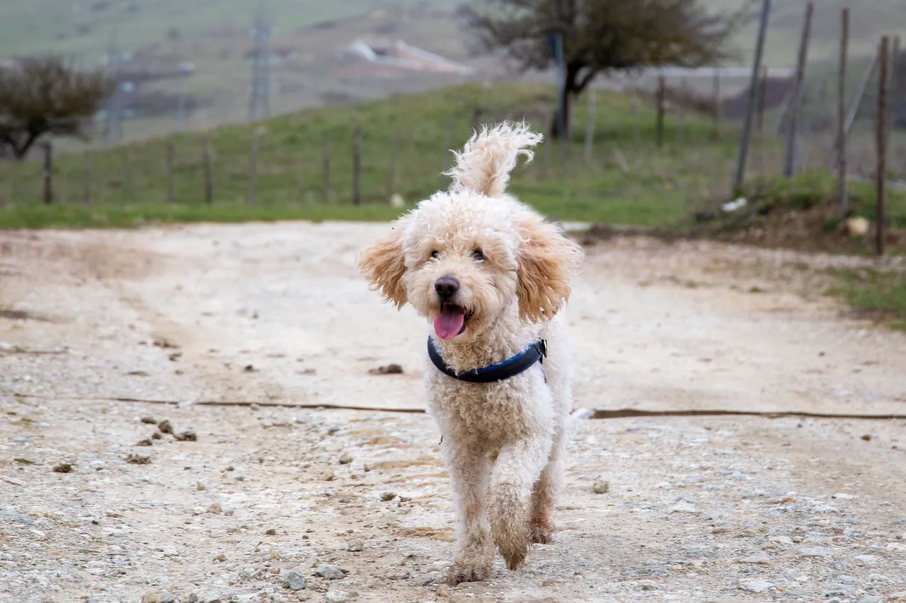 Ciekawostki o Goldendoodle