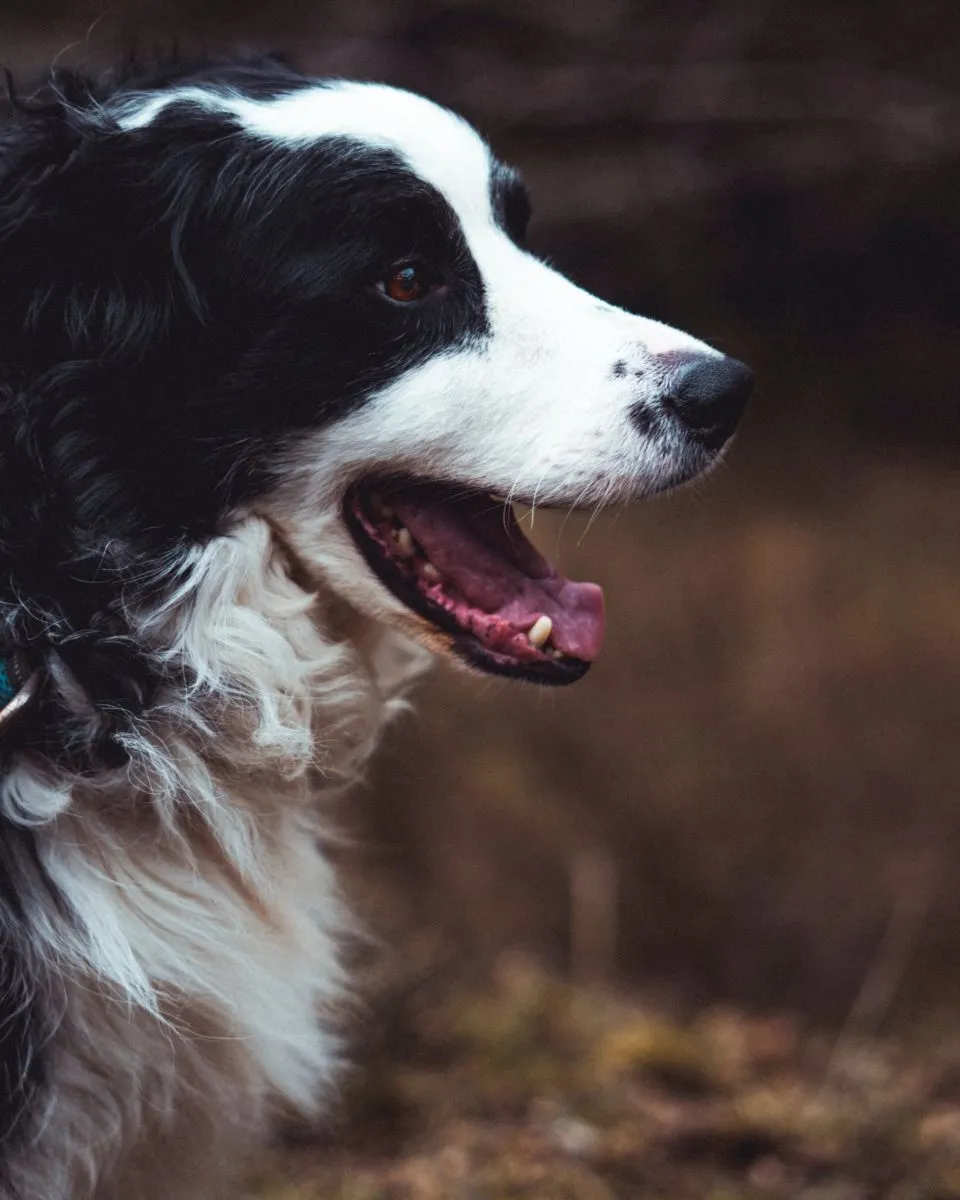 Border Collie 