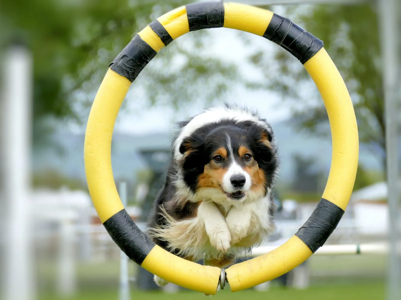 Border Collie 