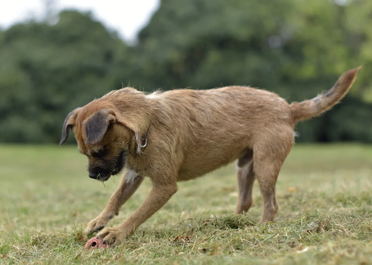 Border Terrier