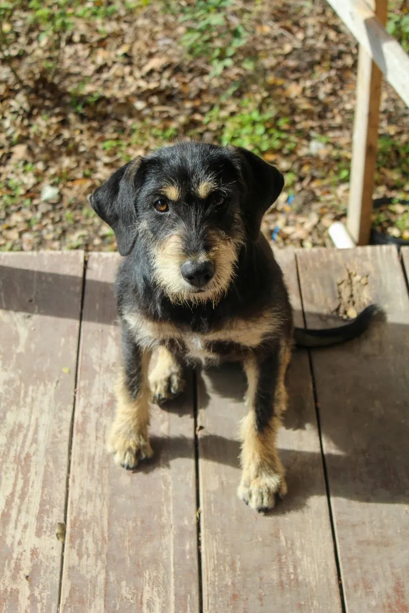 Border Terrier