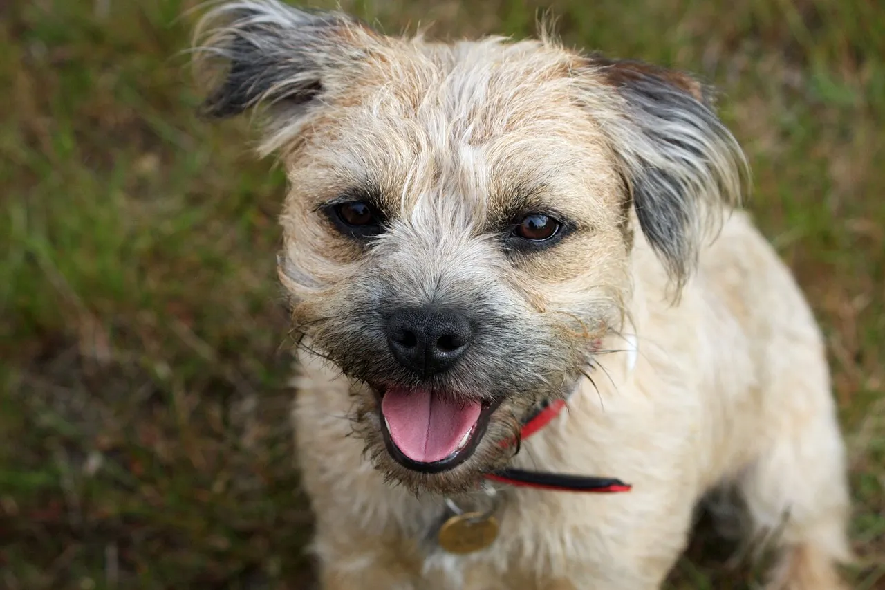 Szczeniak Border Terrier