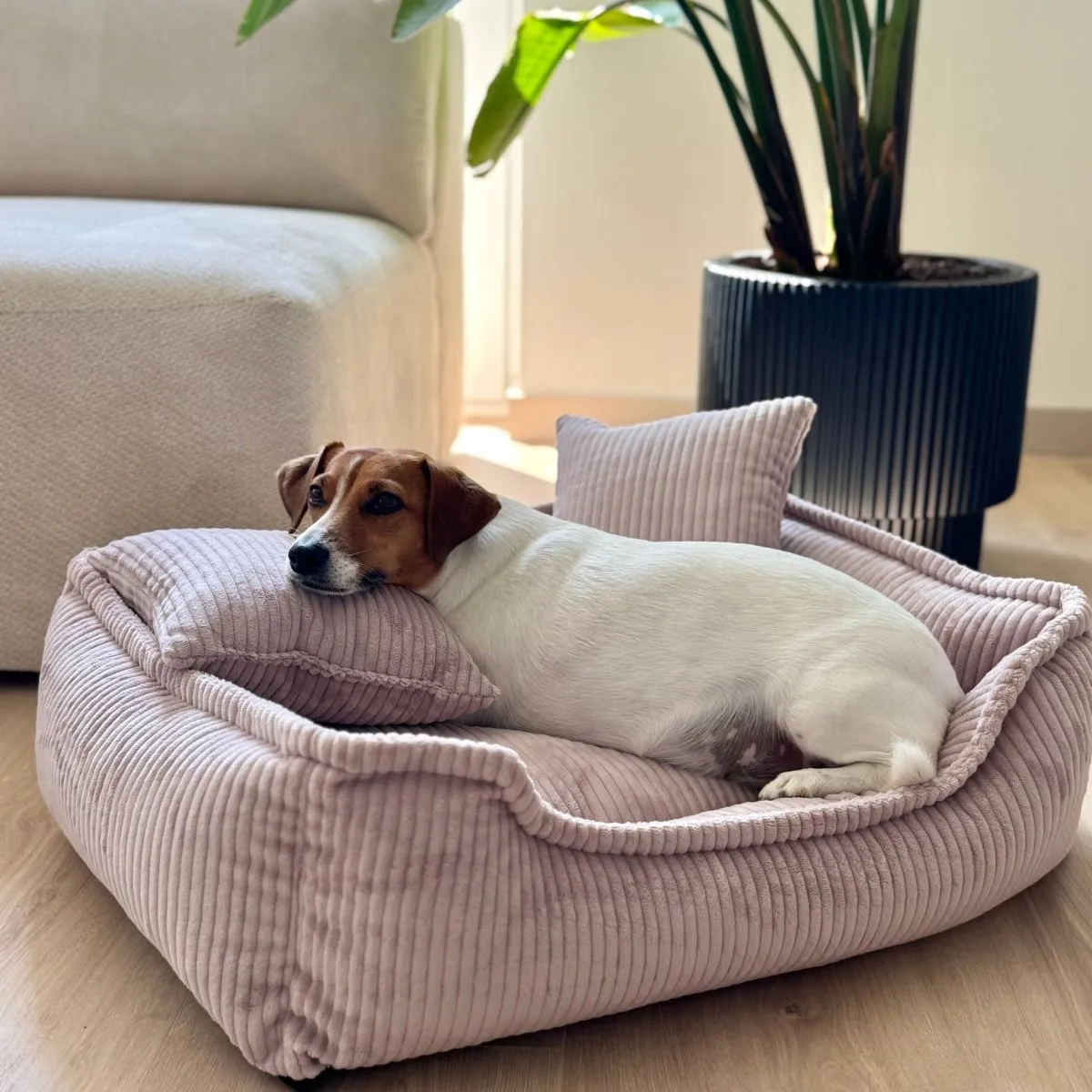 Jack Russell Terrier odpoczywający na boku w różowym, sztruksowym legowisku, z głową opartą na jego miękkiej krawędzi.