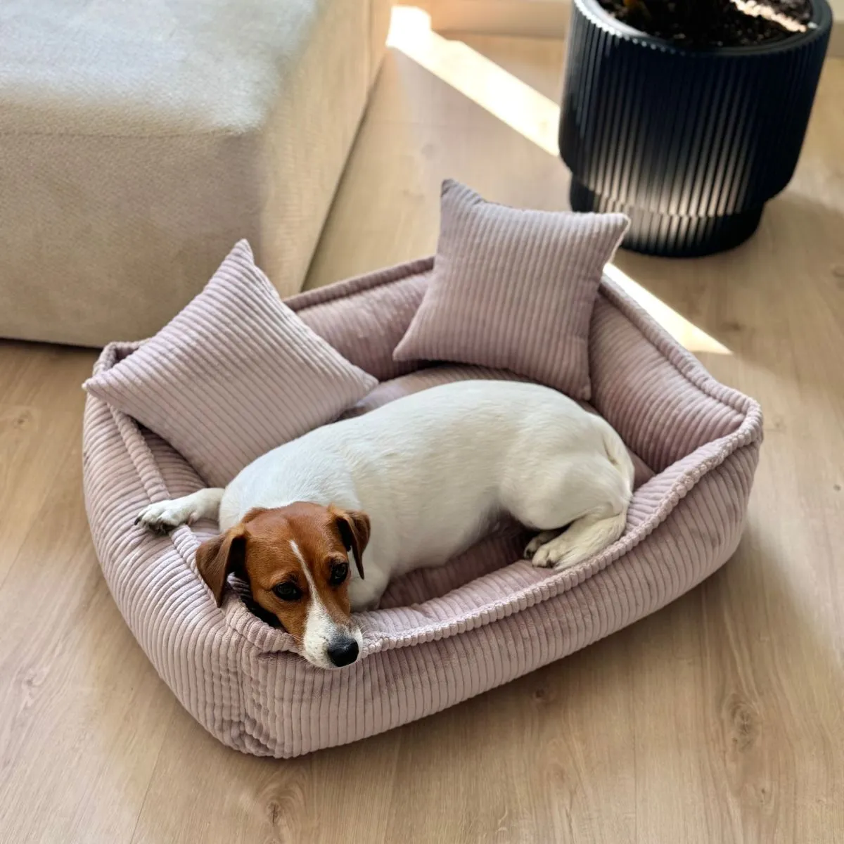 Ujęcie z góry psa rasy Jack Russell Terrier, który leży zwinięty w różowym, sztruksowym legowisku między dwiema poduszkami i spogląda w obiektyw.