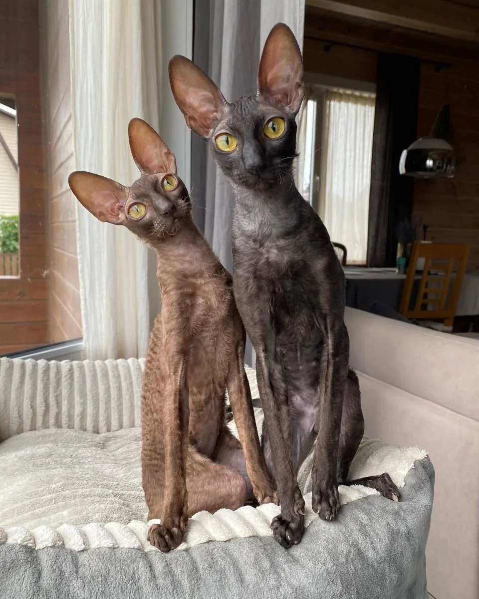 Cornish Rex