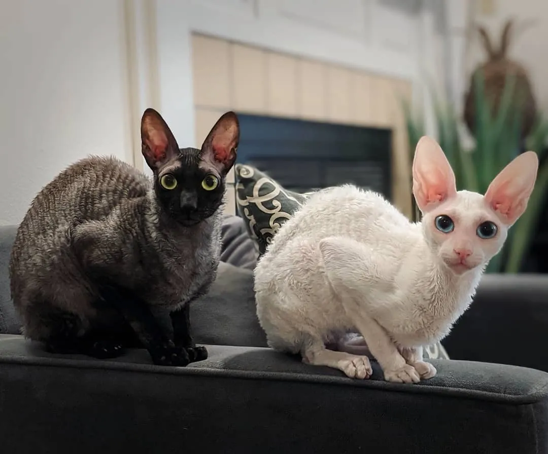 Cornish Rex