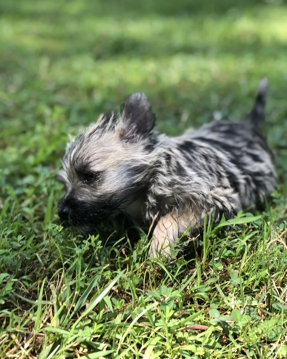 Szczeniak Cairn Terrier