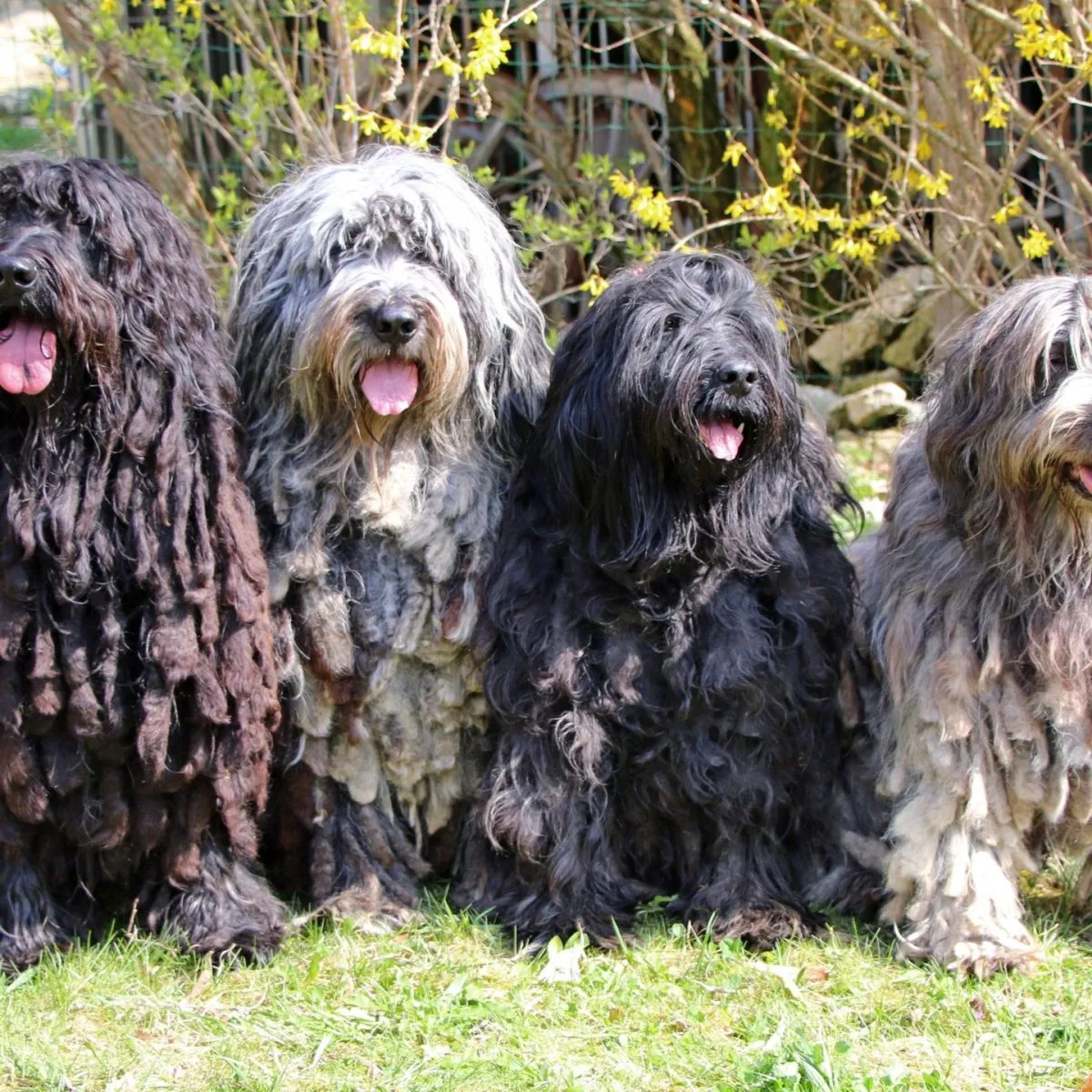Bergamasco