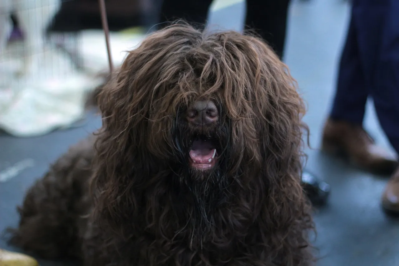 Bergamasco