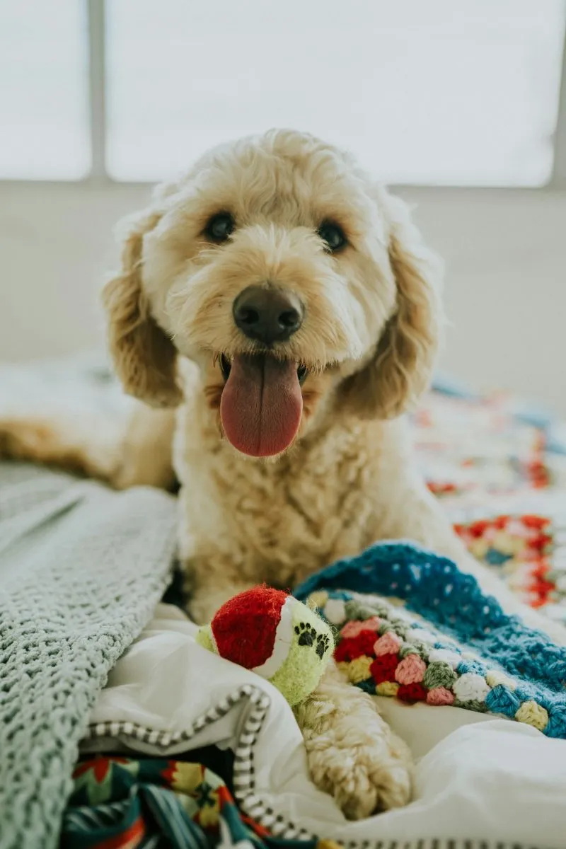 Goldendoodle