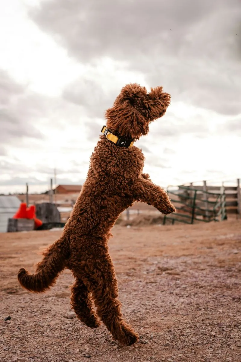 Goldendoodle