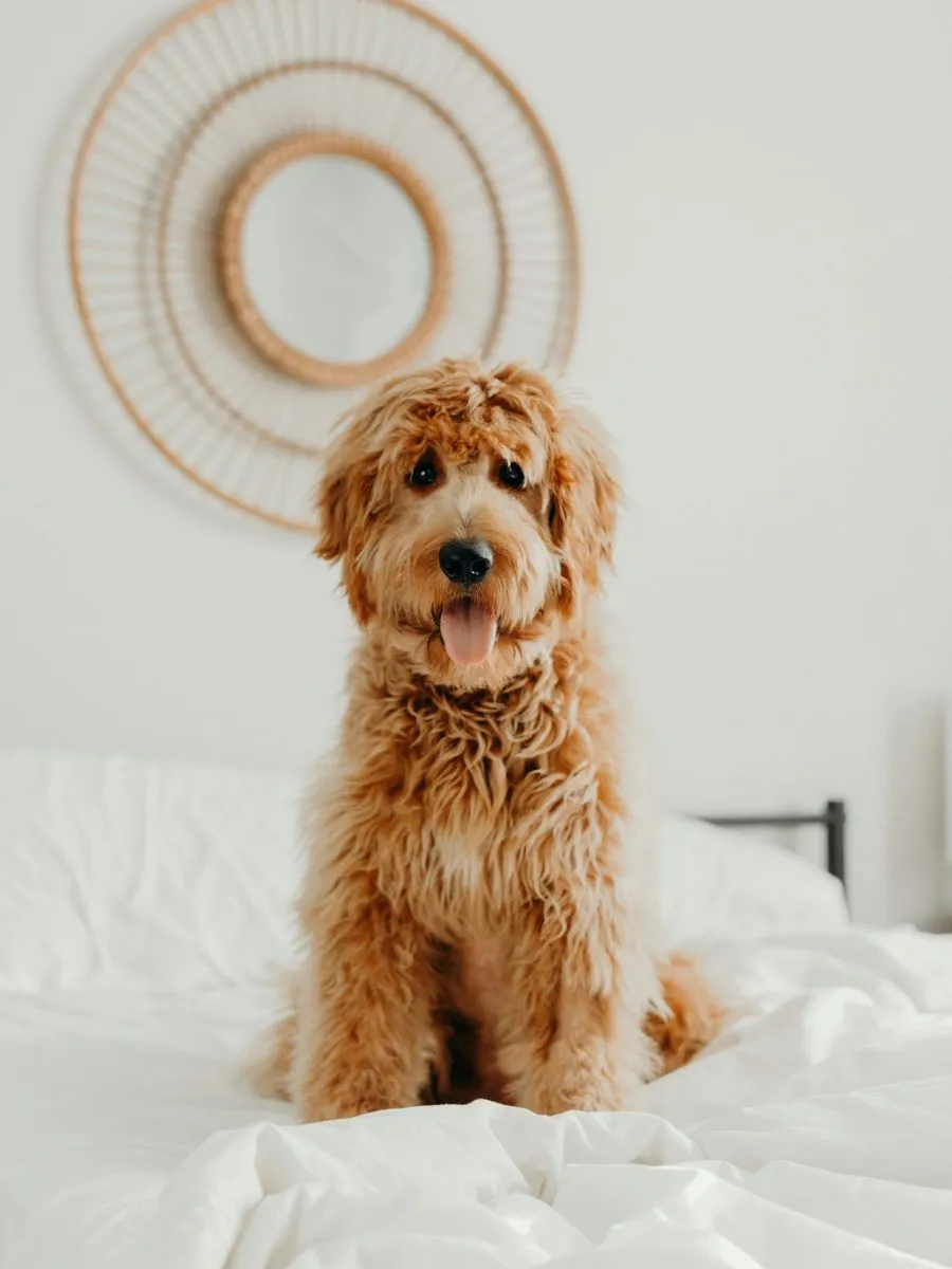 Goldendoodle