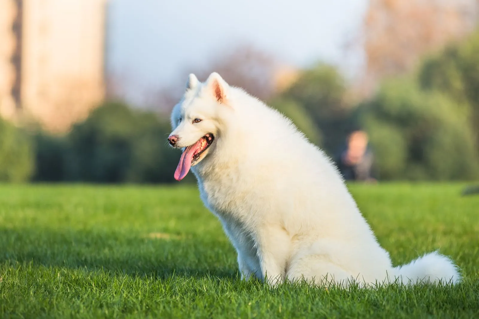 Samoyed 