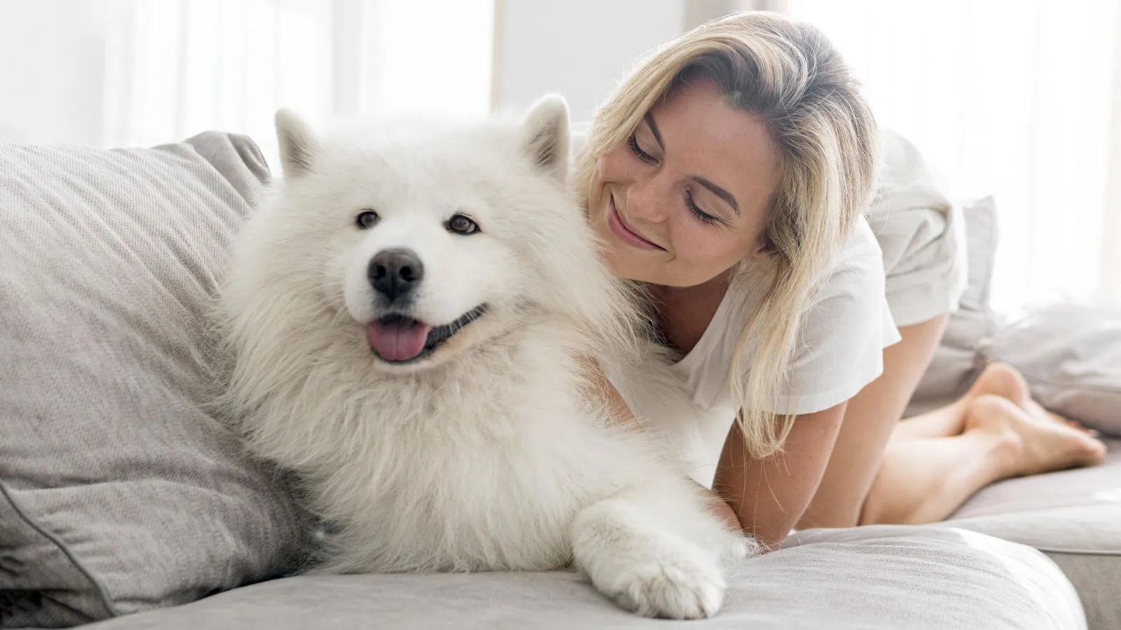 Samoyed 
