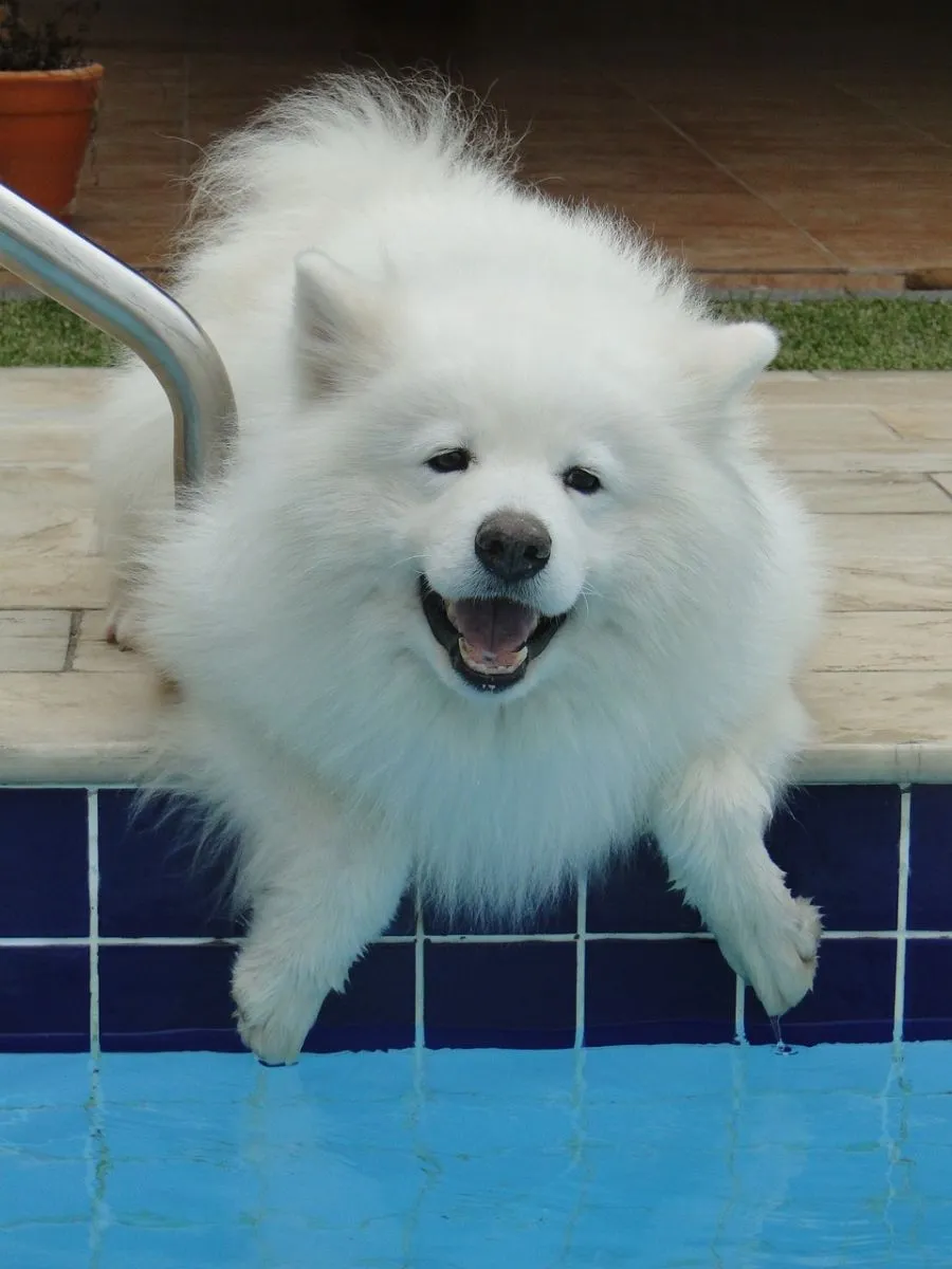 Samoyed 