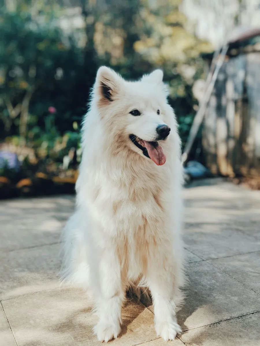 Samoyed 
