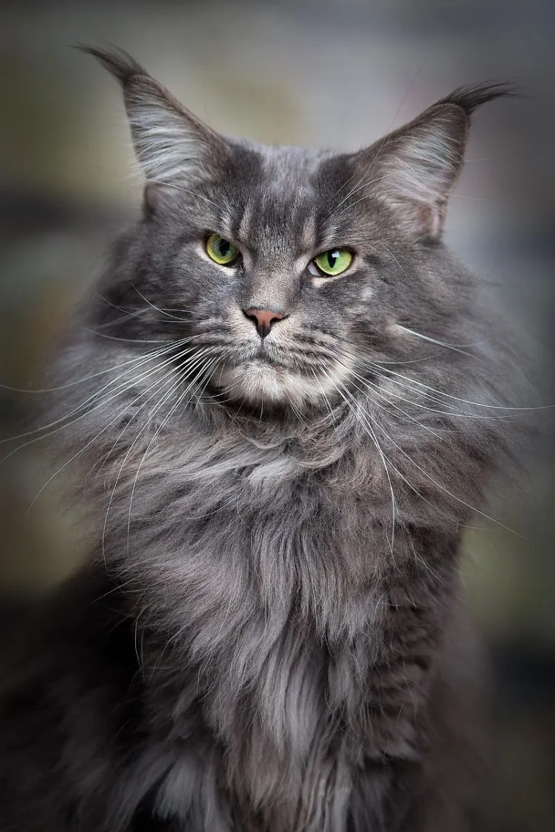 Maine Coon