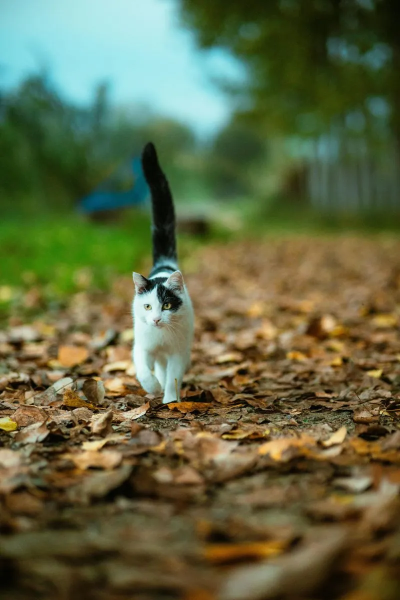 Jak dbać o kota jesienią