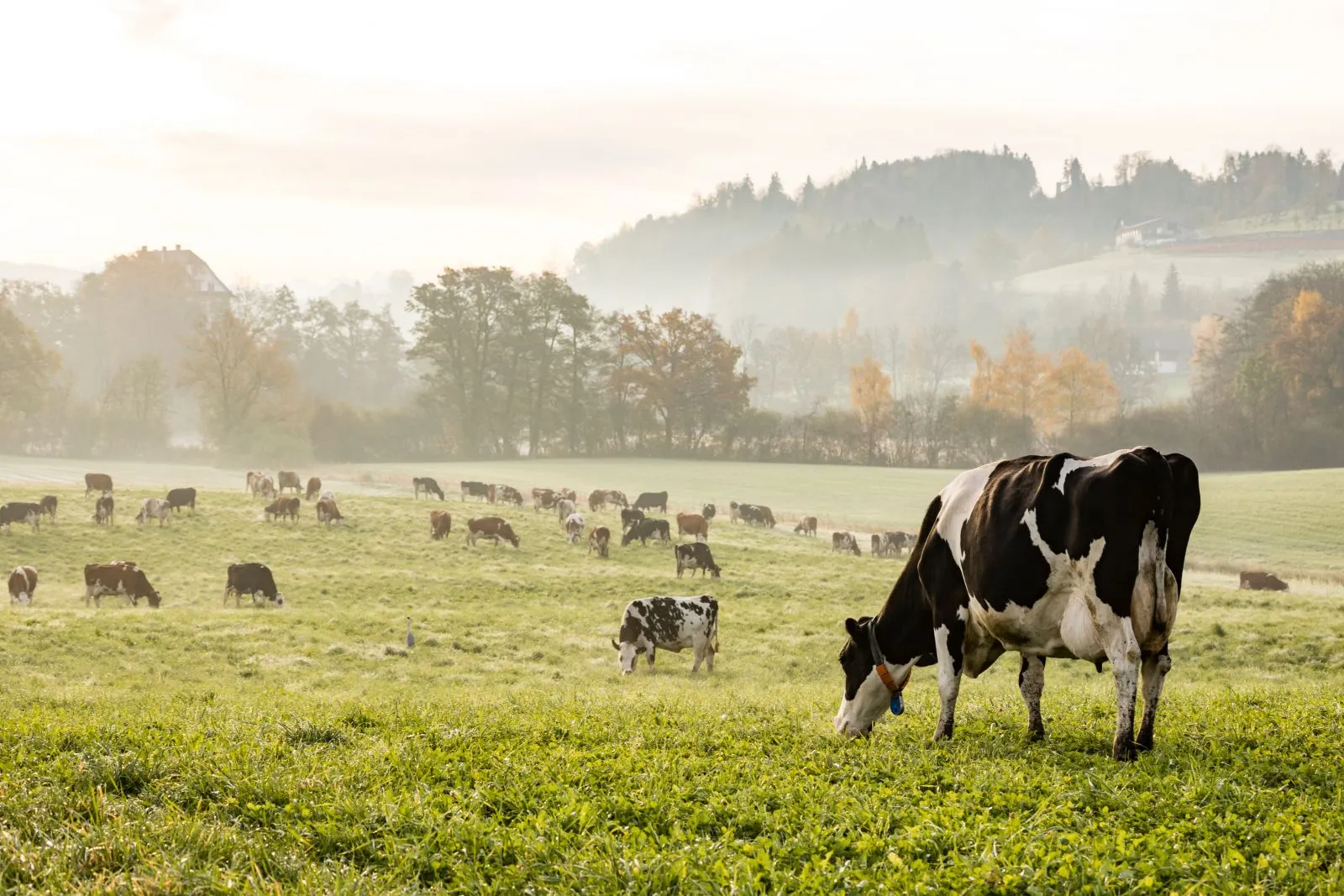 Wpływ właściwego żywienia na wydajność mleczną krów