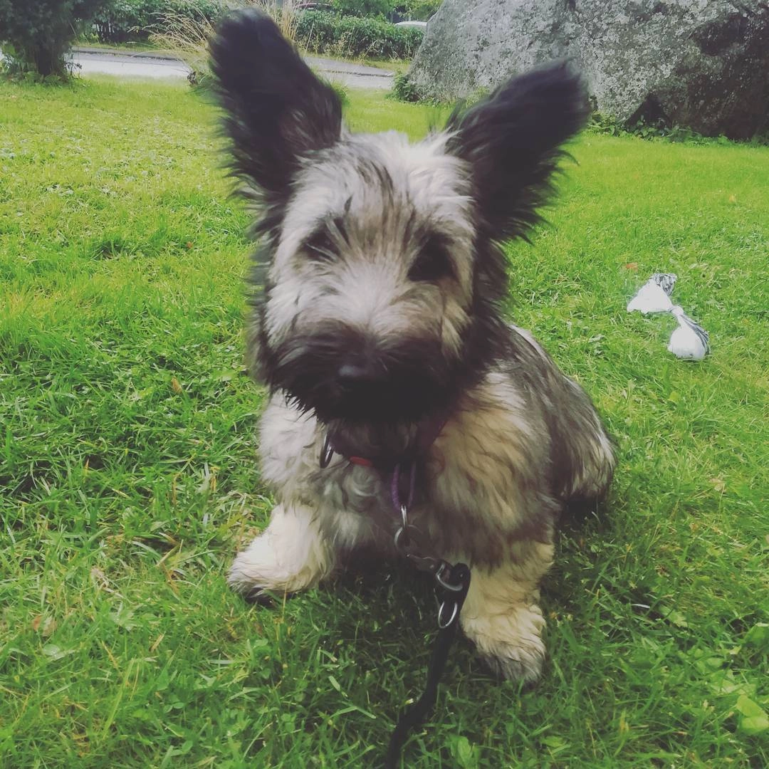 Skye Terrier