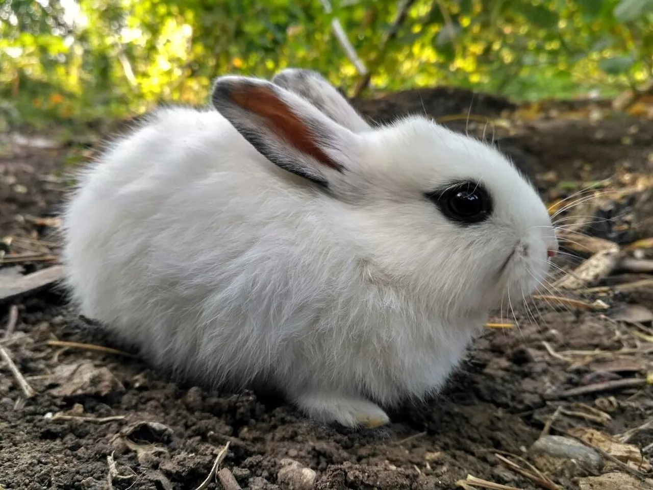 Królik hotot