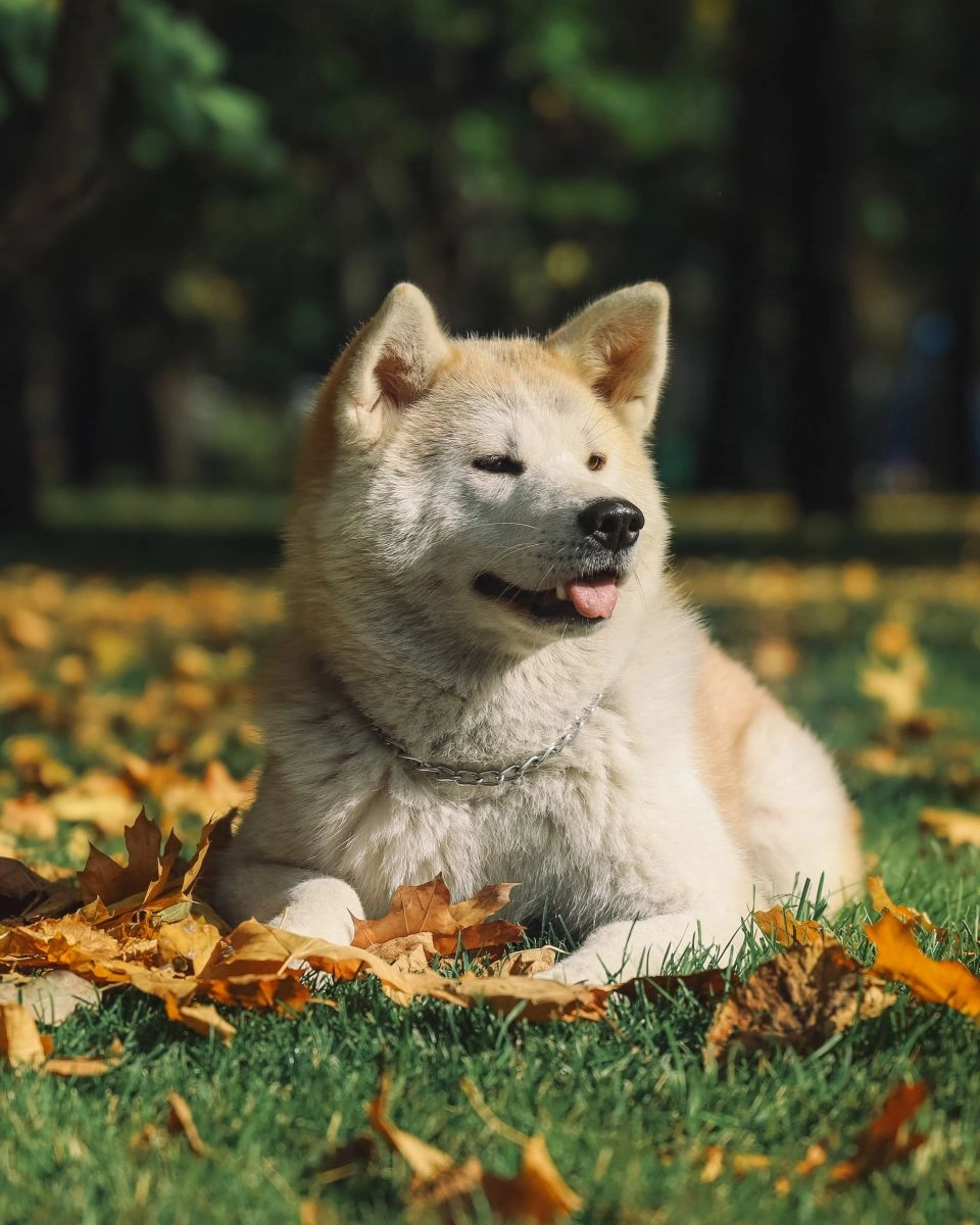 Akita inu deals cena