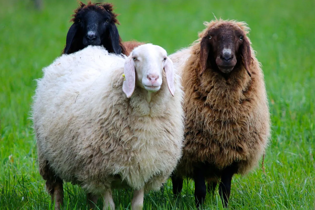 Ciekawostki o owieczkach