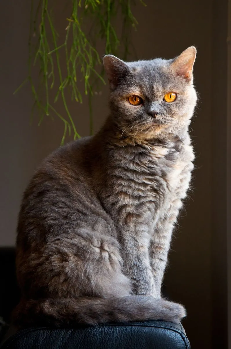 Selkirk Rex