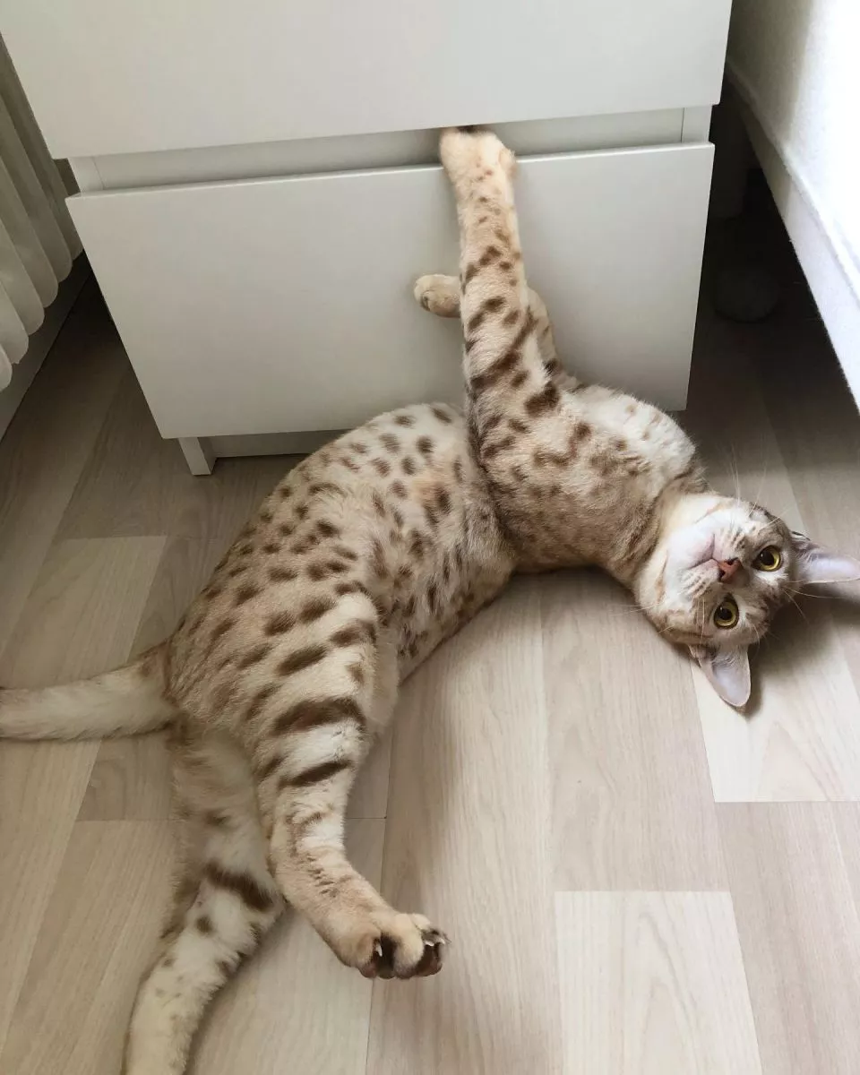 Ocicat