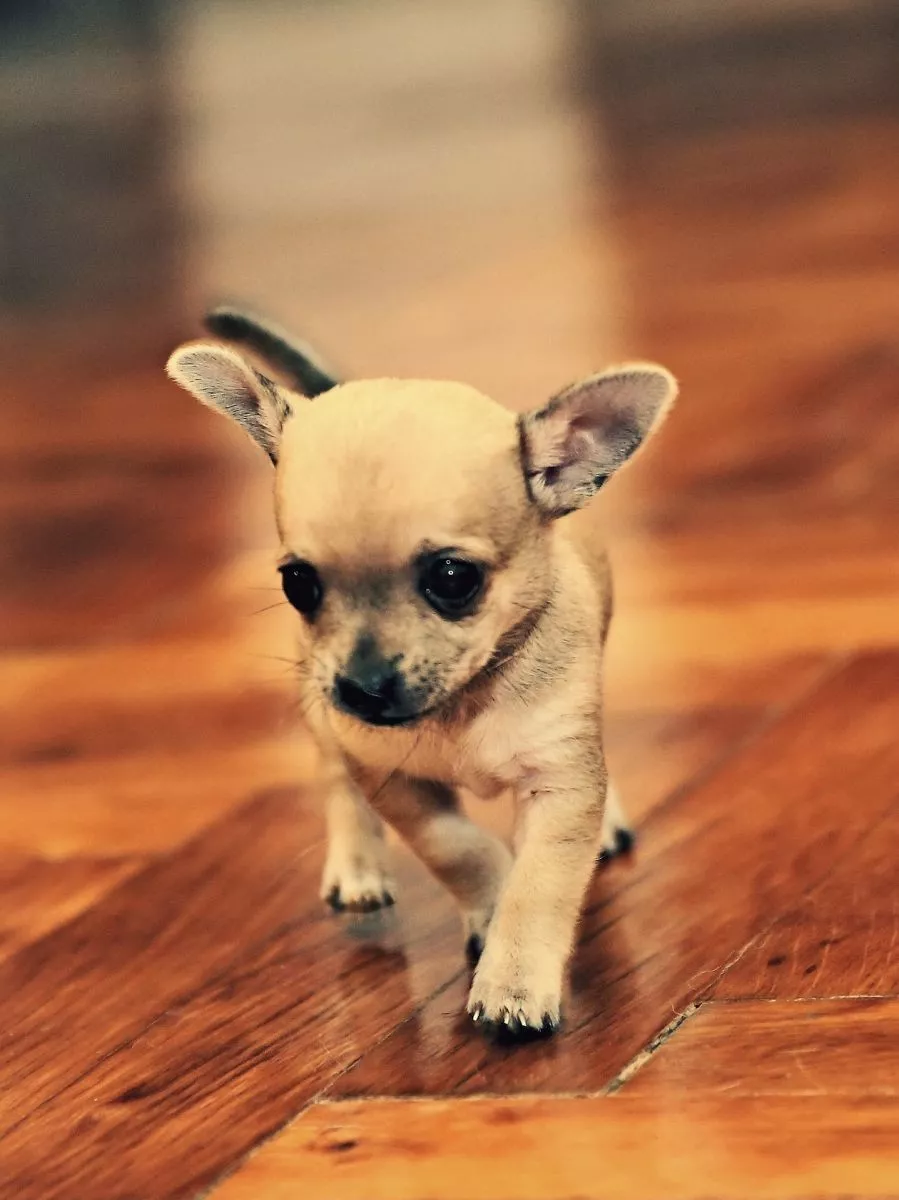 Szczeniak Chihuahua