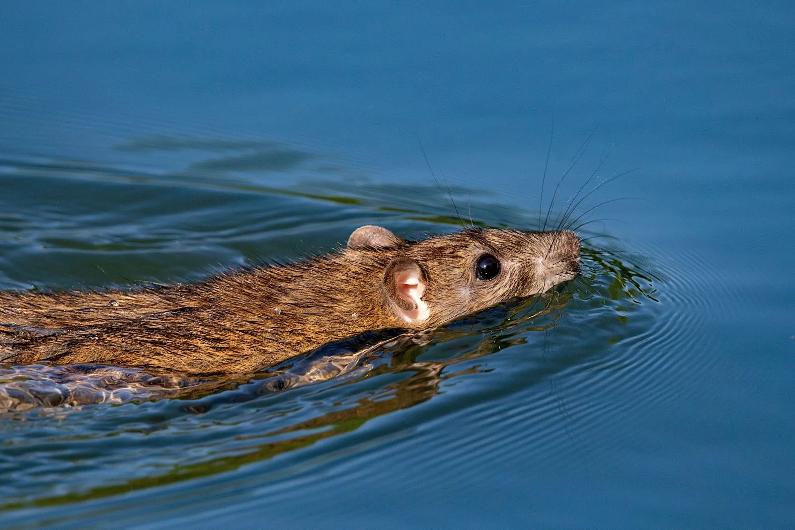 Szczur umie pływać