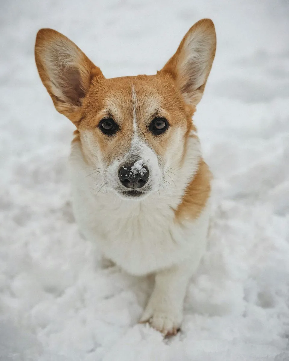 Welsh Corgi Cardigan