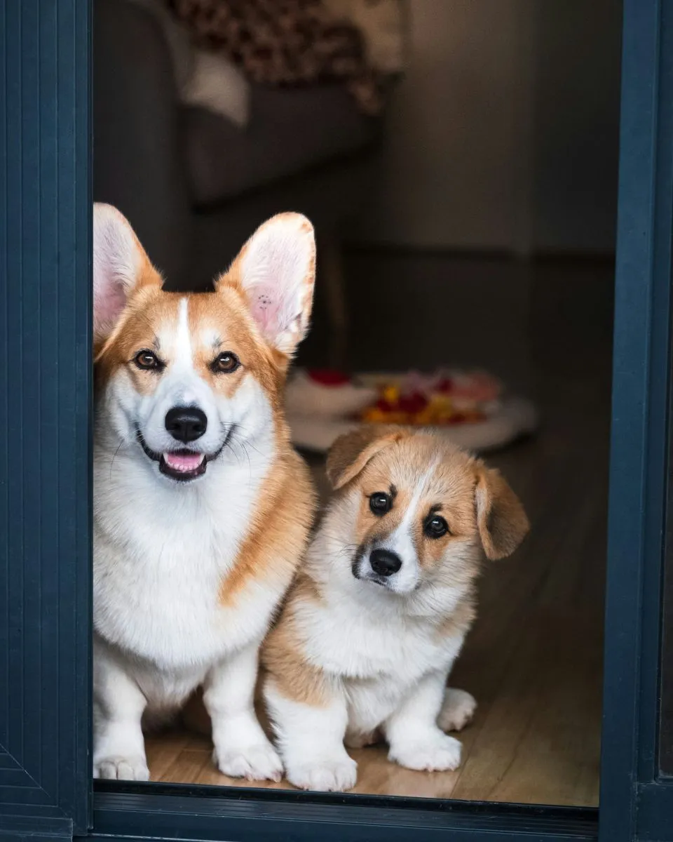 Welsh Corgi Cardigan