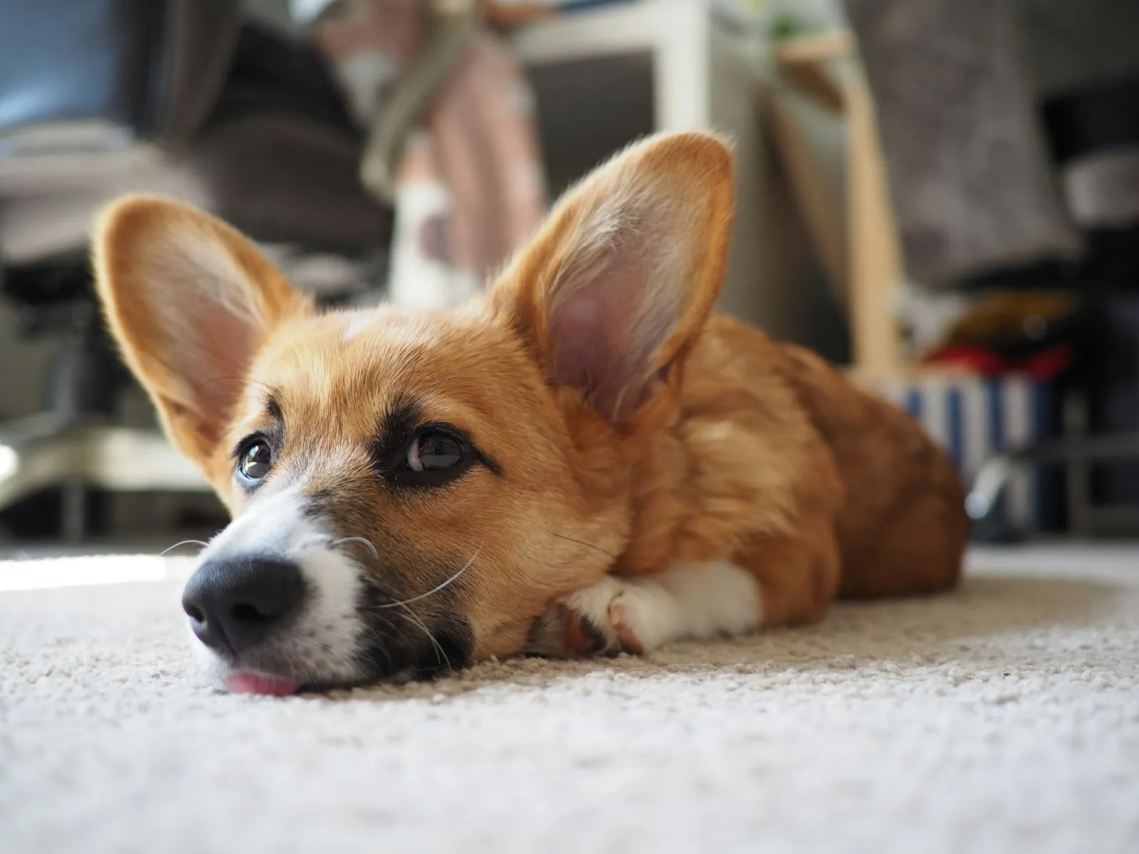 Welsh Corgi Cardigan