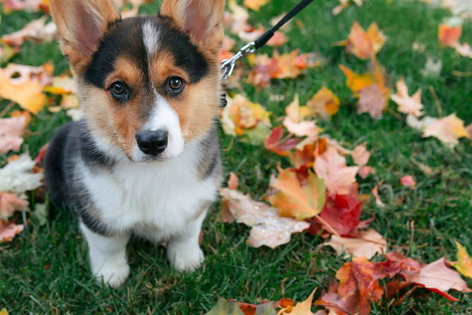 Welsh Corgi Cardigan