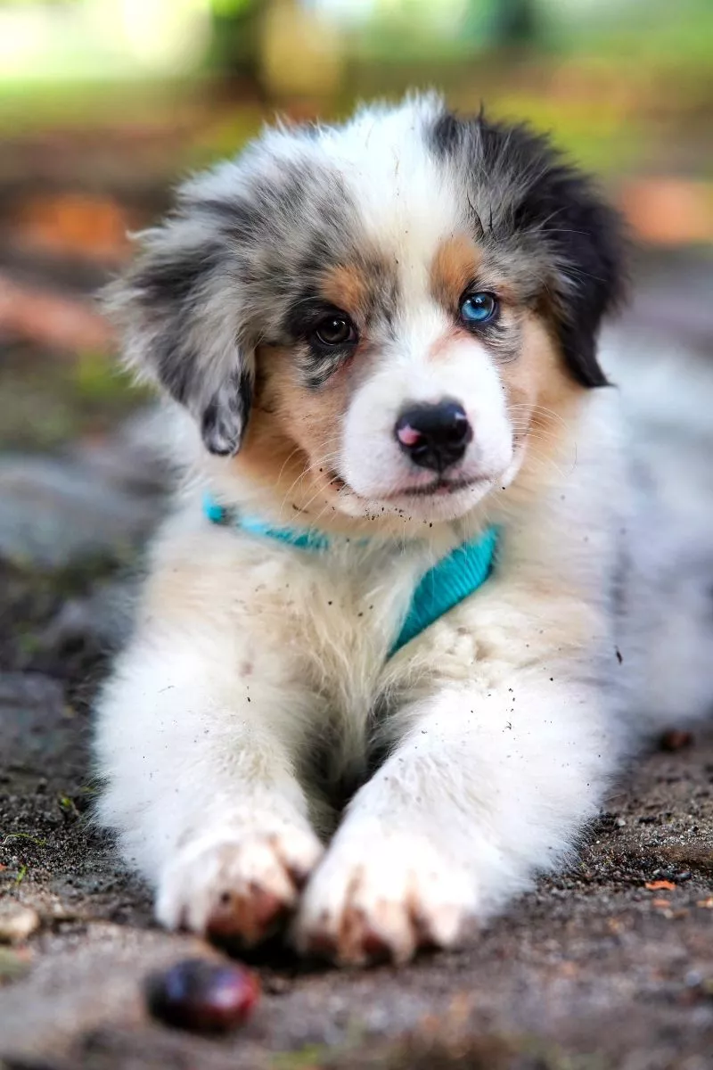Szczeniak Border Collie
