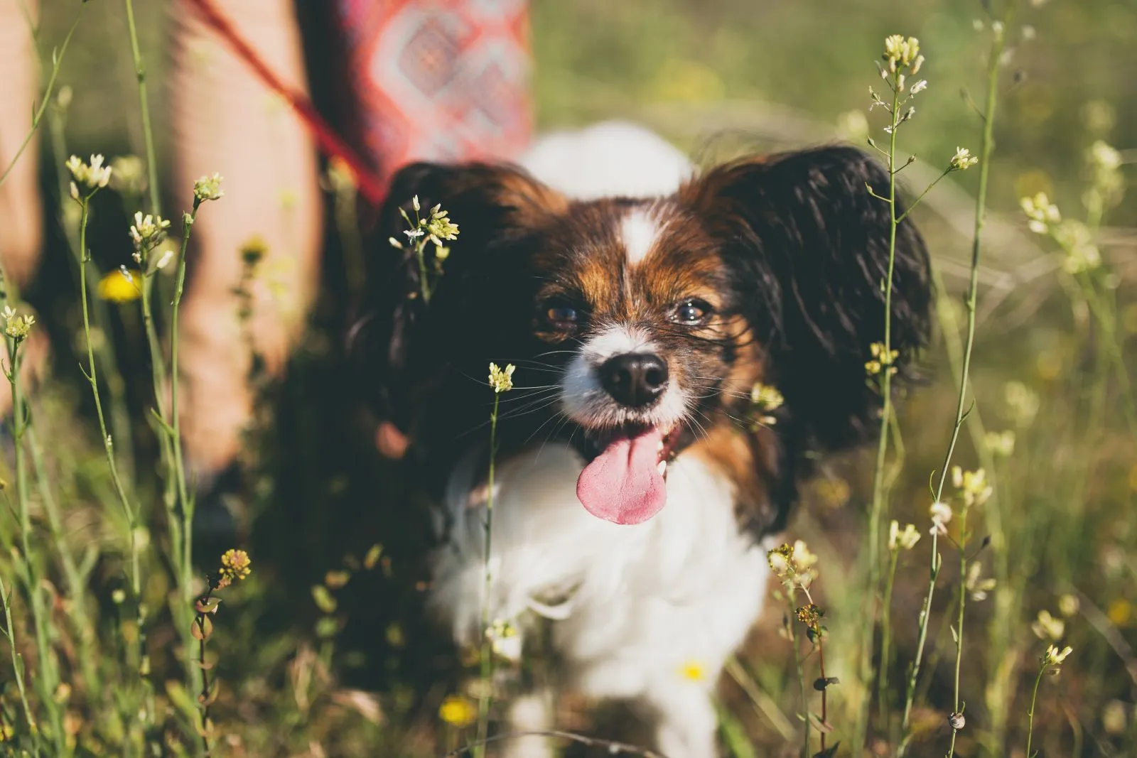 Papillon