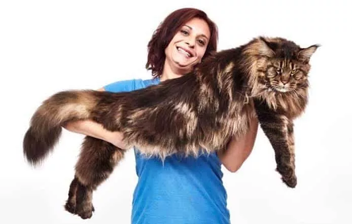 Barivel Maine Coon
