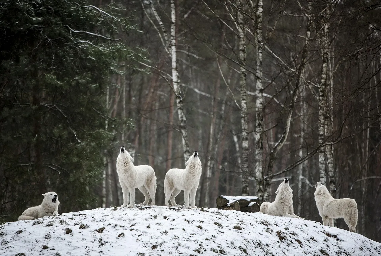 Ciekawostki o wilkach